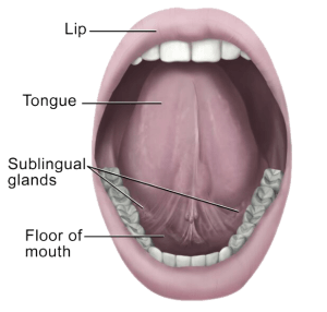 Under tongue anatomy